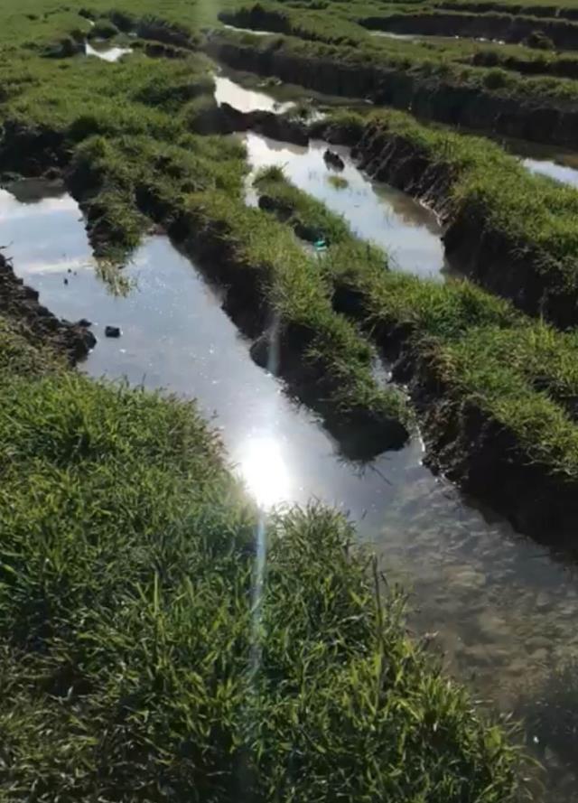 Antakya Ziraat Odası Başkanı Okay: Asi Nehri yönünü değiştirdi, kum ve yeraltı suları tarlaların üzerine çıktı