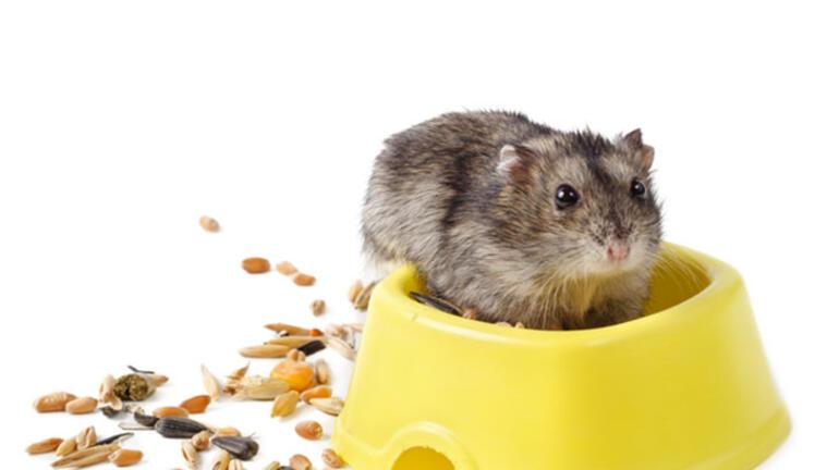 Hamster Türleri ve İsimleri Nedir Hamster Özellikleri Nelerdir